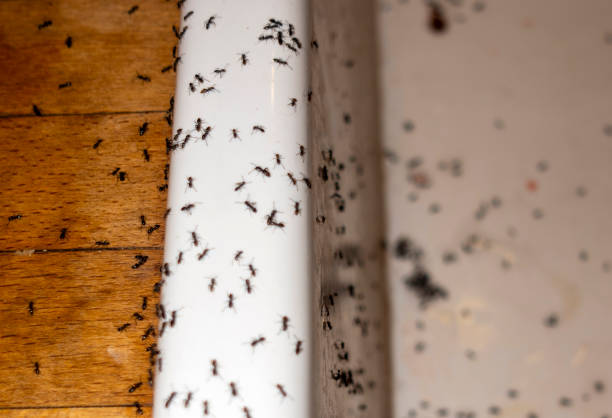 Best Ant Control Services  in Twentynine Palms, CA