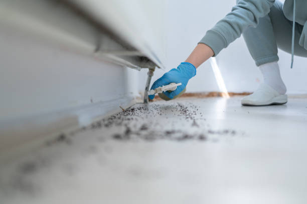 Best Local Pest Control Services  in Twentynine Palms, CA